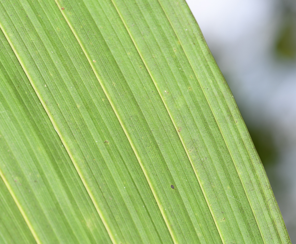 Image of Sudamerlycaste locusta specimen.