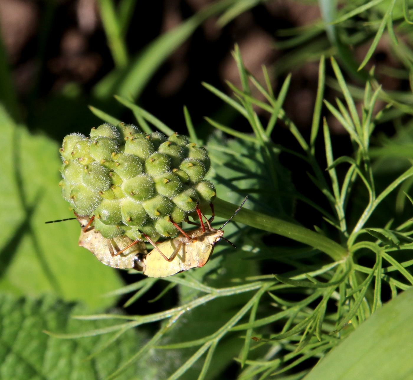 Image of Adonis vernalis specimen.