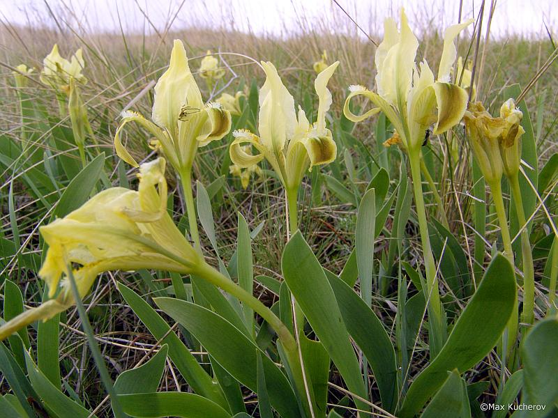 Image of Iris pumila specimen.