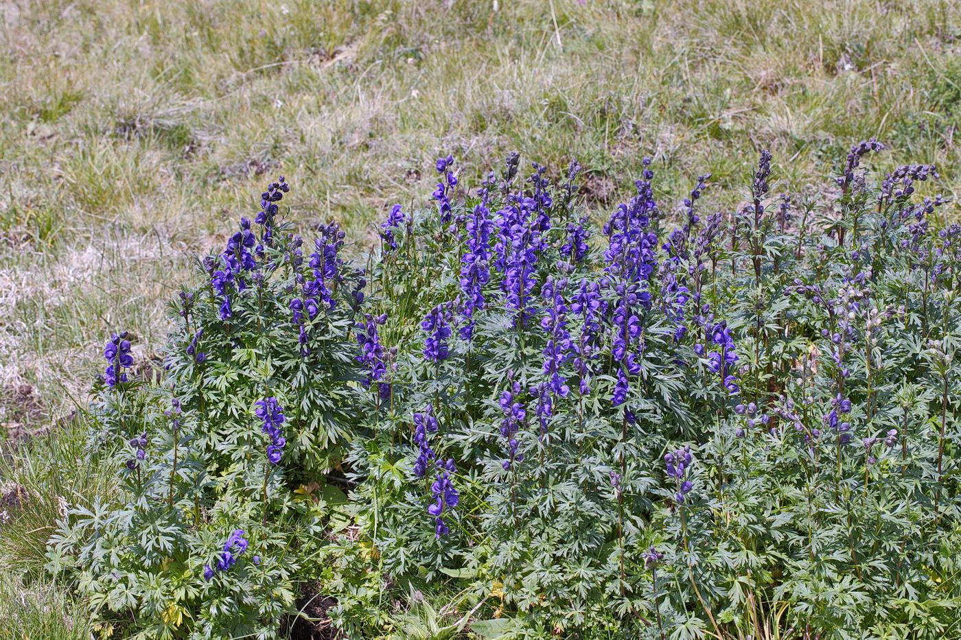 Image of Aconitum altaicum specimen.