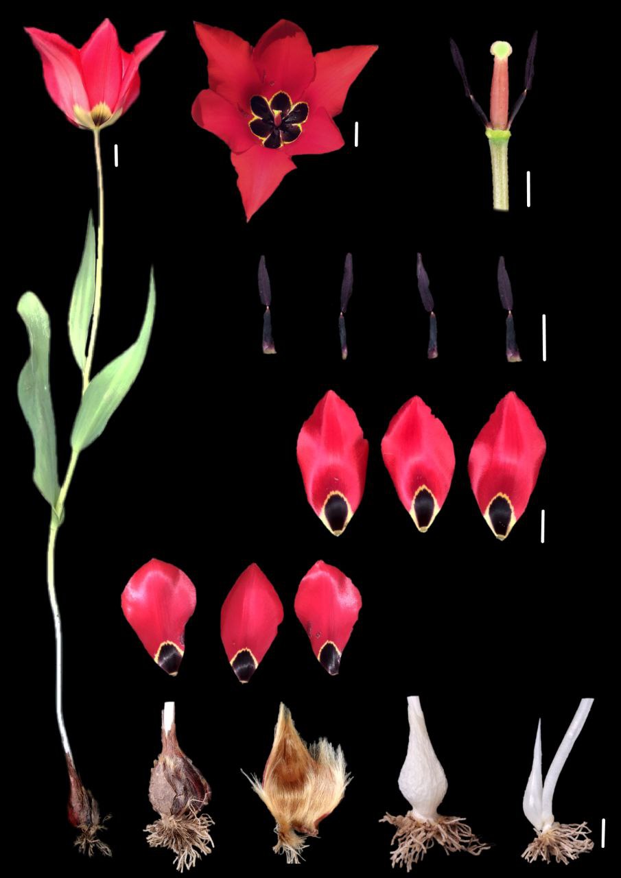 Image of Tulipa lanata specimen.