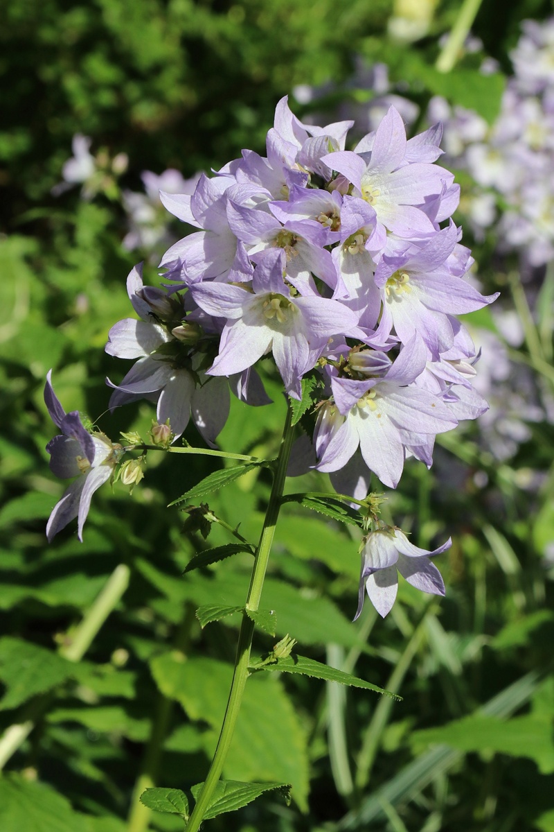 Изображение особи Gadellia lactiflora.