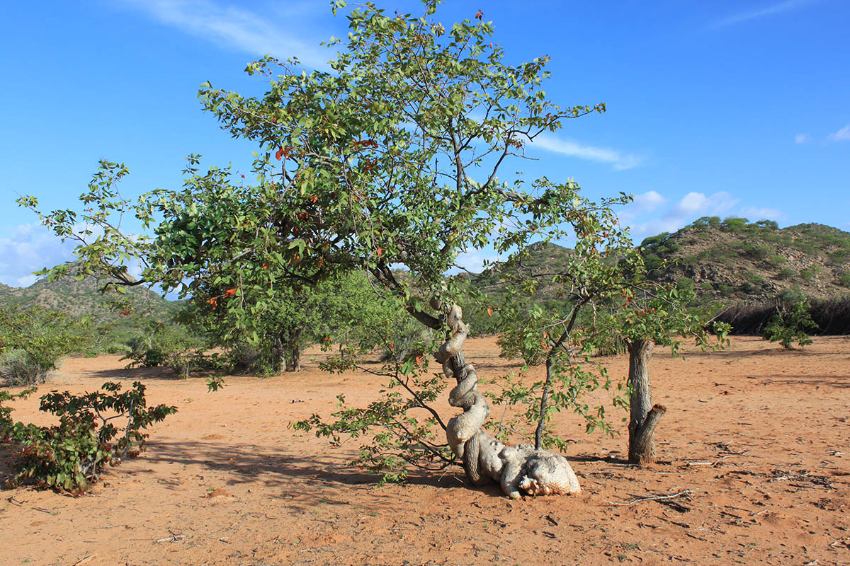 Image of Fockea multiflora specimen.