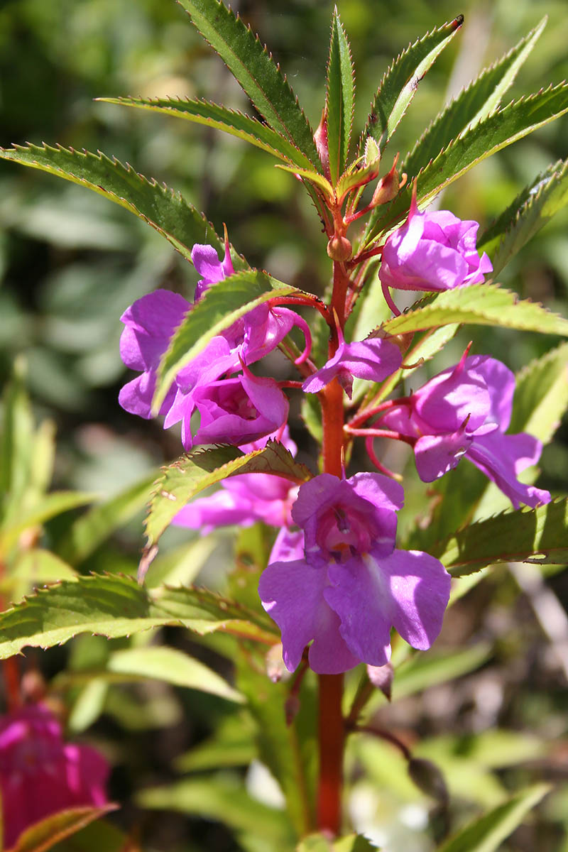 Изображение особи Impatiens balsamina.