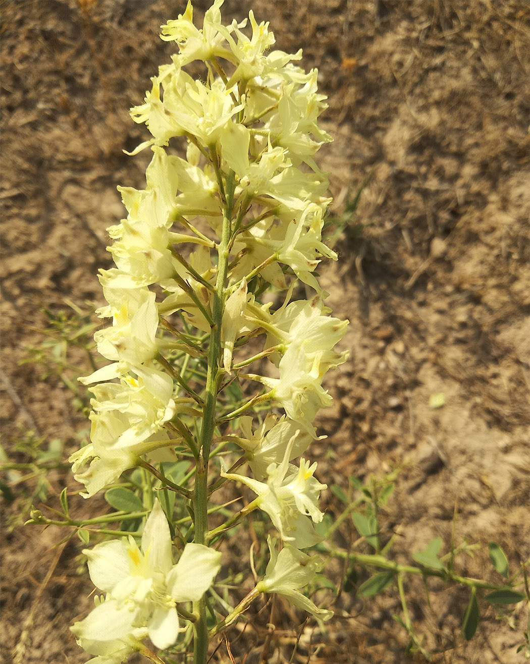 Image of Delphinium semibarbatum specimen.