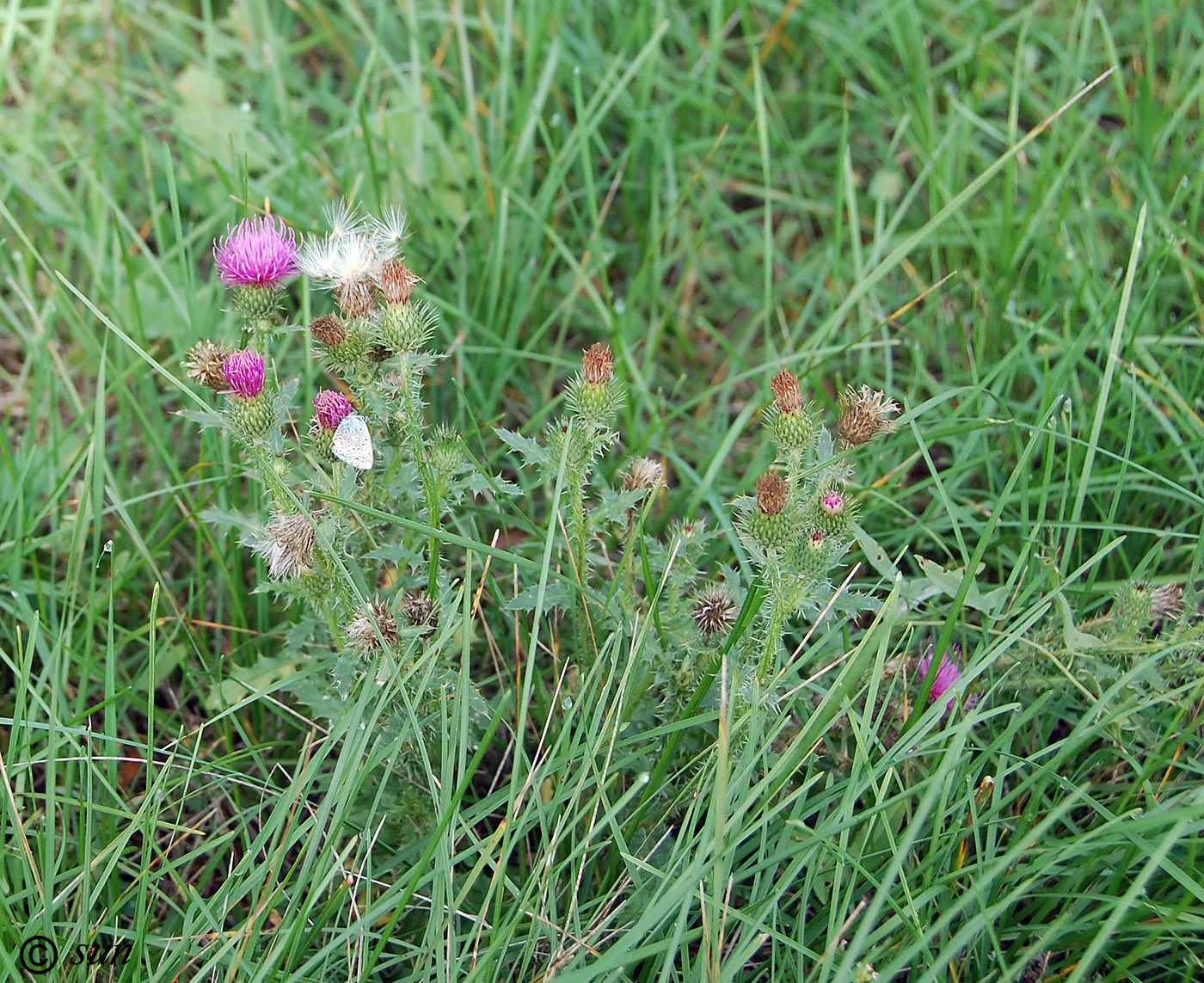 Изображение особи Carduus acanthoides.