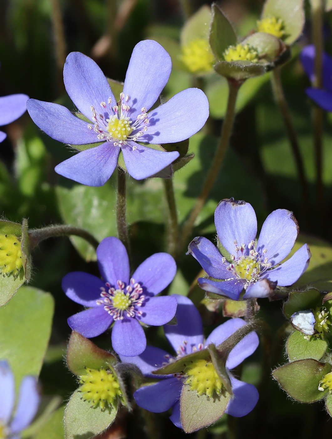 Image of Hepatica nobilis specimen.