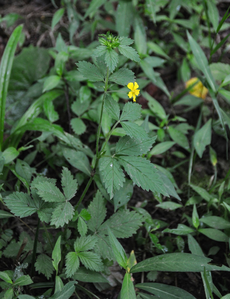 Image of Potentilla cryptotaeniae specimen.