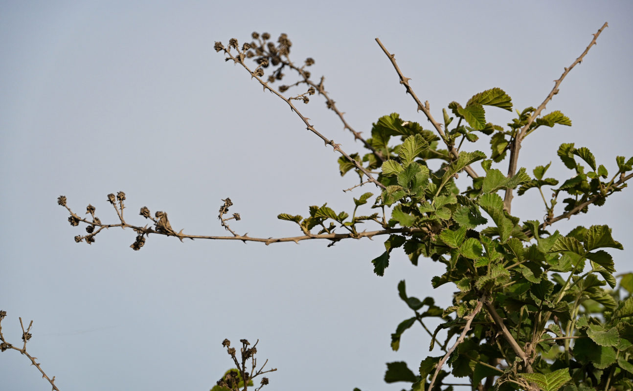 Изображение особи Rubus sanctus.