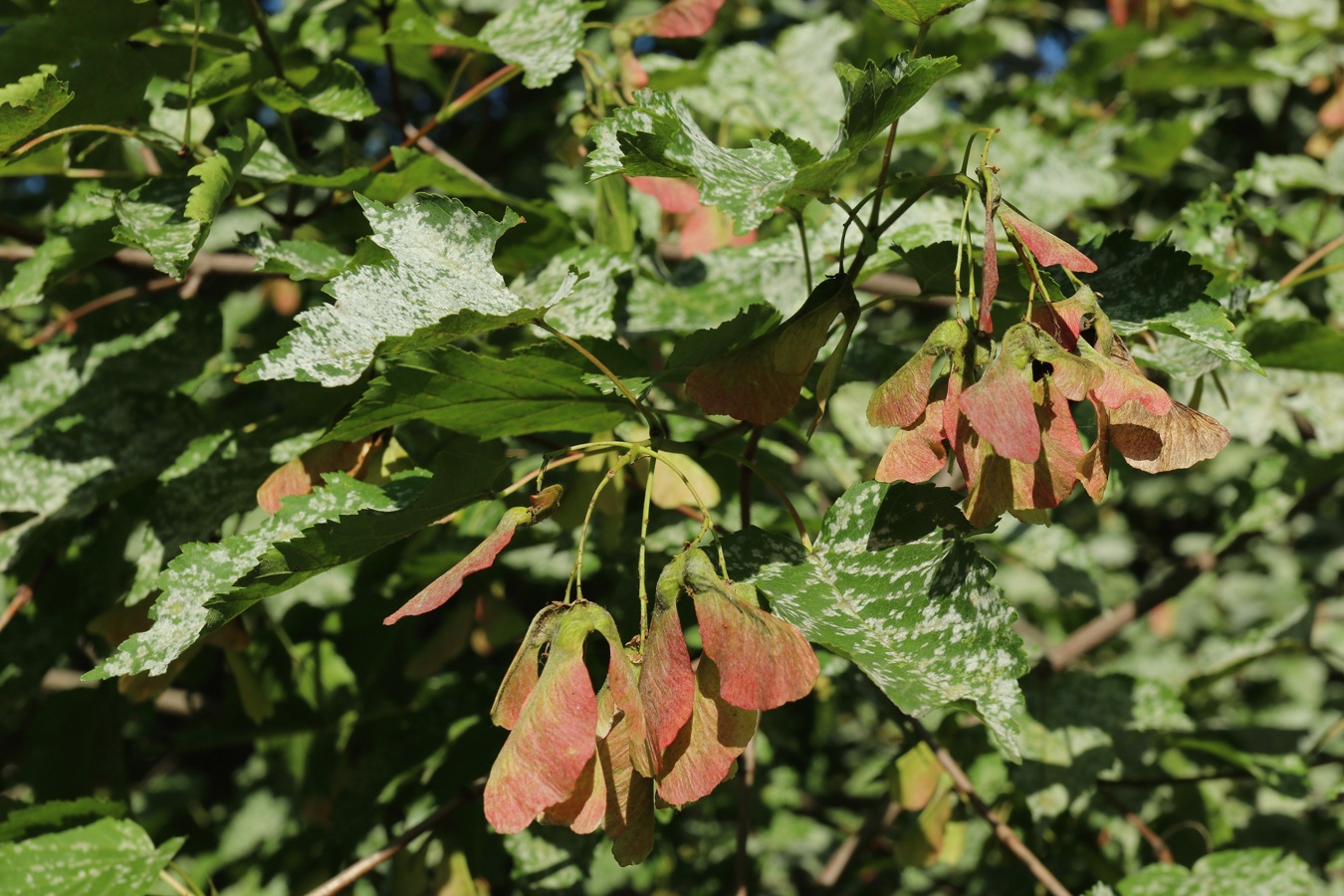 Image of Acer ginnala specimen.