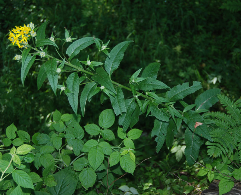 Изображение особи Senecio nemorensis.