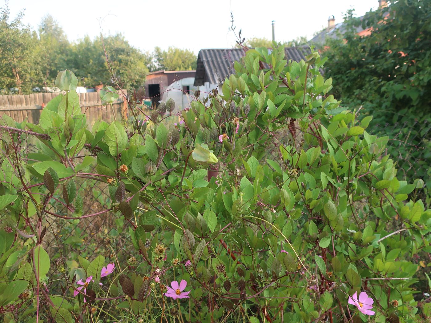 Image of Cobaea scandens specimen.