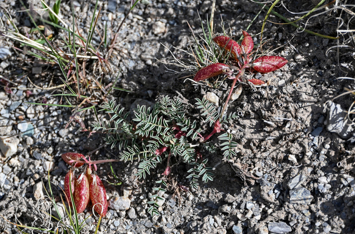 Image of Astragalus beketowii specimen.