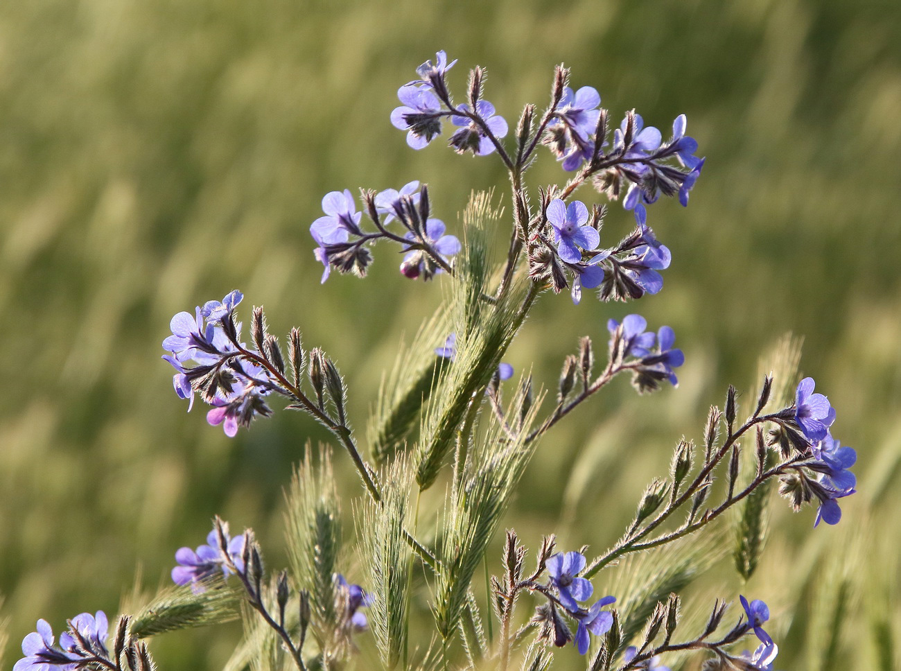 Изображение особи Anchusa azurea.