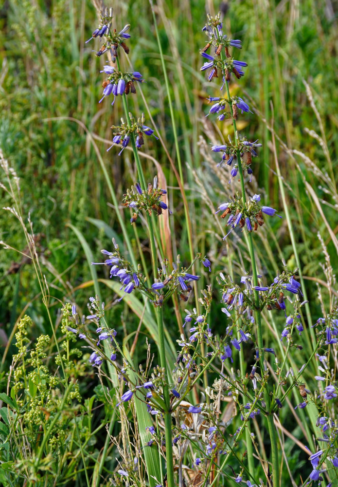 Image of Adenophora verticillata specimen.