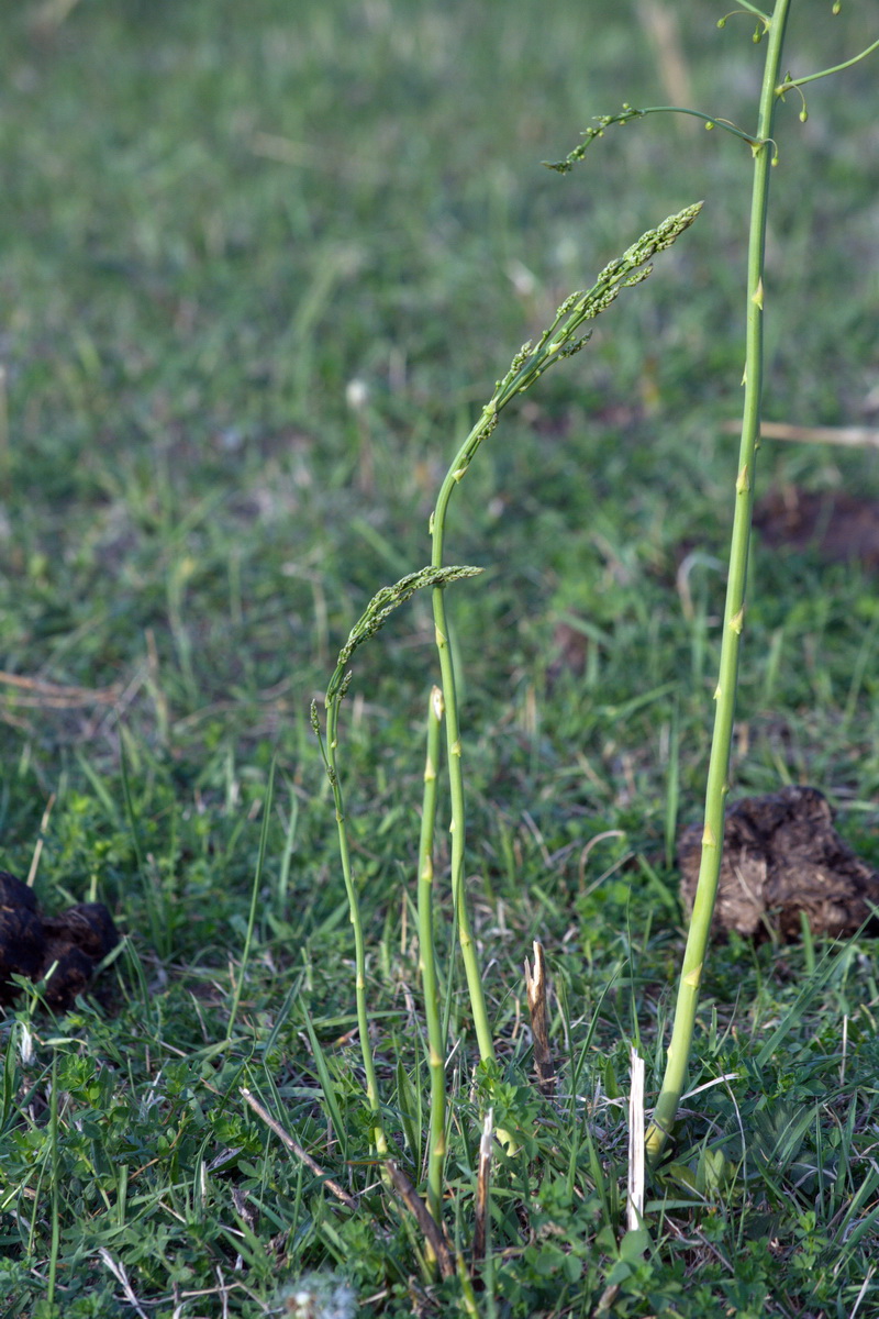 Image of genus Asparagus specimen.