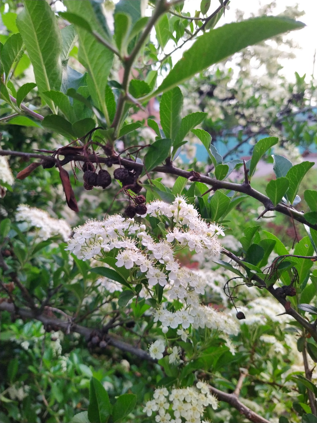 Image of genus Pyracantha specimen.