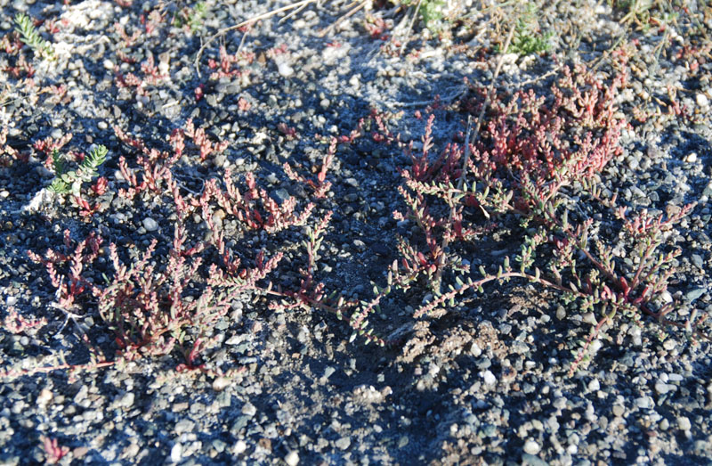 Image of genus Suaeda specimen.