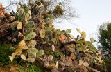 Opuntia ficus-indica. Вегетирующие растения. Марокко, обл. Танжер - Тетуан - Эль-Хосейма, хр. Эр-Риф, окр. г. Шефшауэн, ≈ 600 м н.у.м., каменистый склон. 05.01.2023.