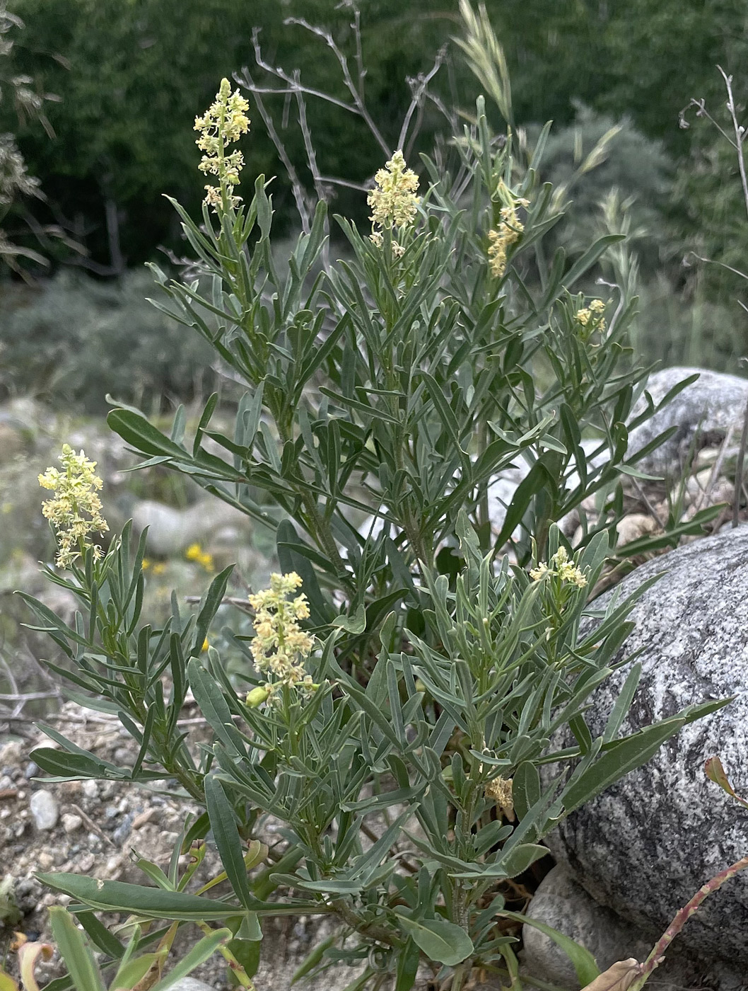 Image of Reseda lutea specimen.