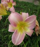 Смотреть изображение Hemerocallis × hybrida