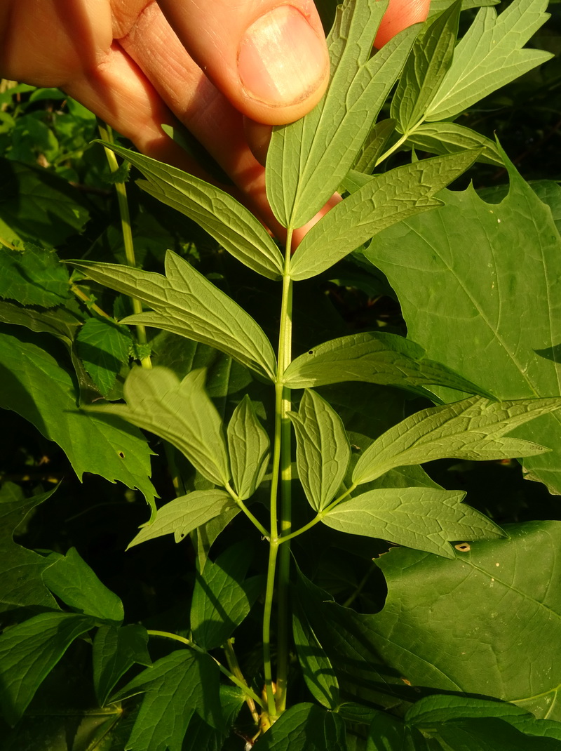 Image of Thalictrum flavum specimen.