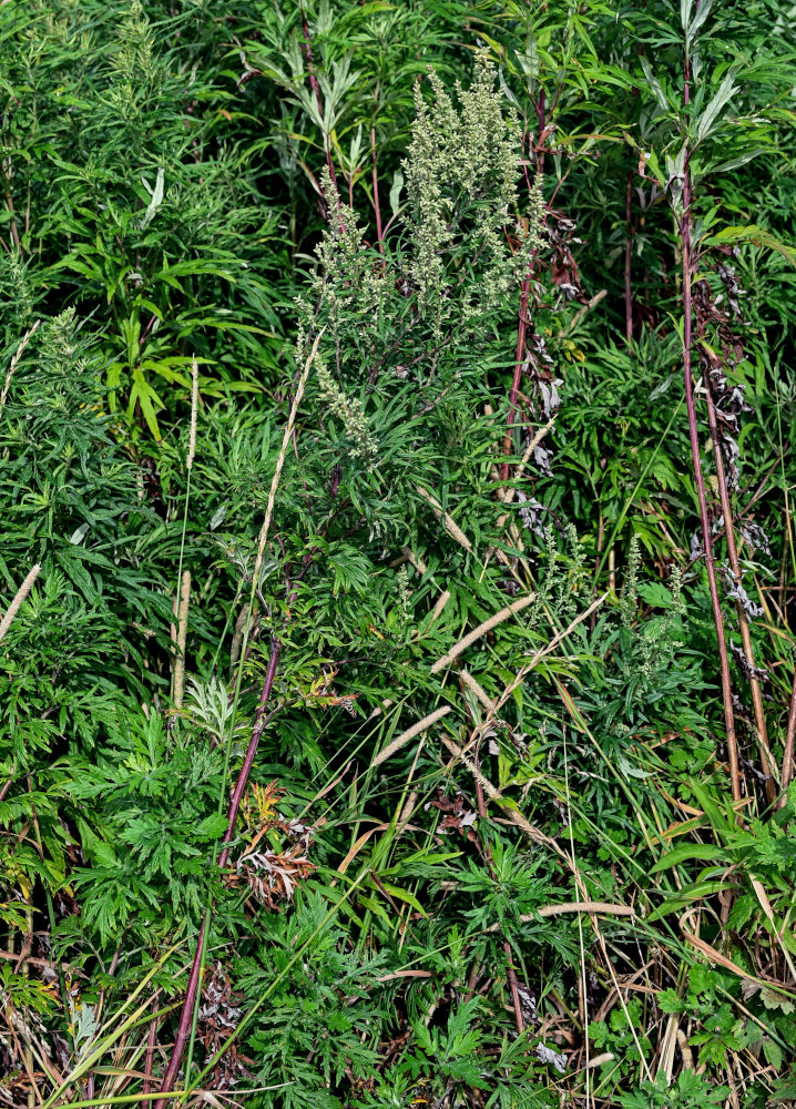 Image of Artemisia montana specimen.