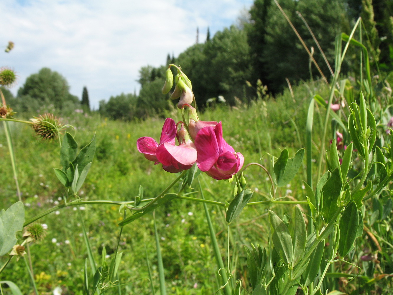 Image of Lathyrus tuberosus specimen.