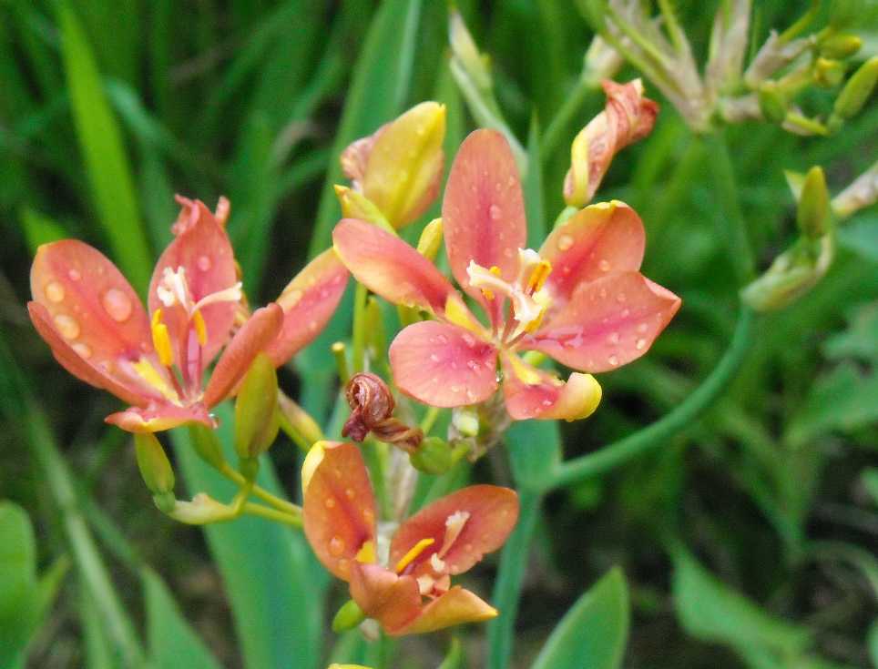 Image of &times; Pardancanda norrisii specimen.