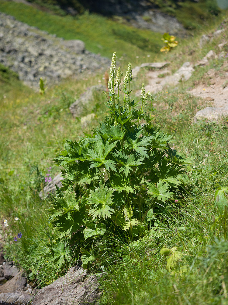 Изображение особи Aconitum orientale.