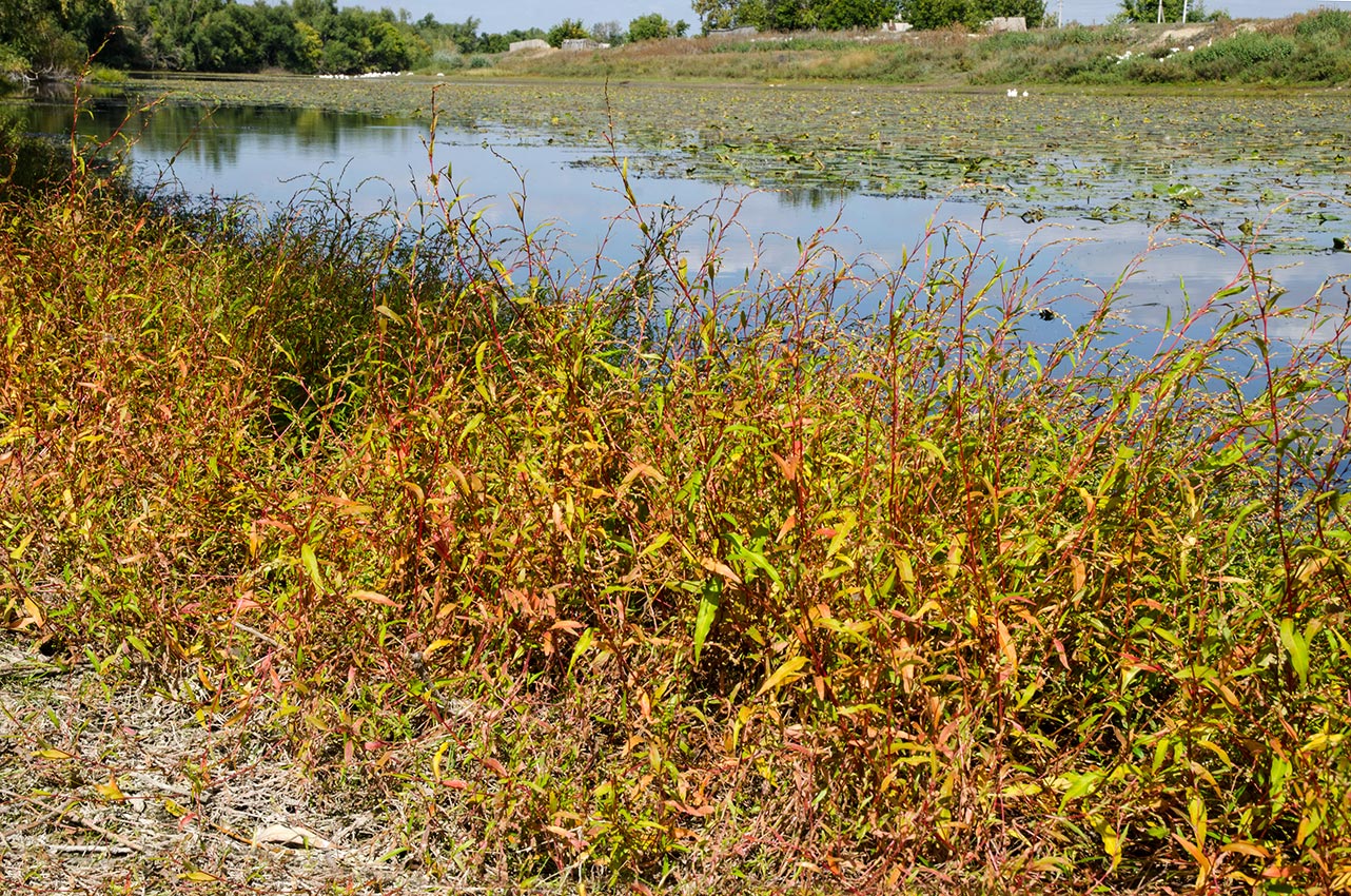 Image of Persicaria hydropiper specimen.