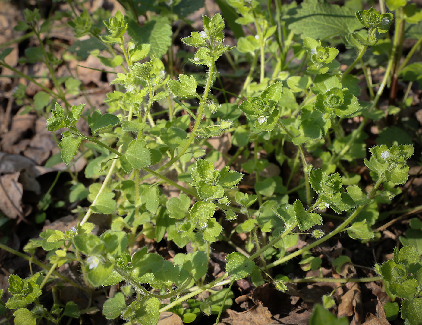 Image of Veronica sublobata specimen.