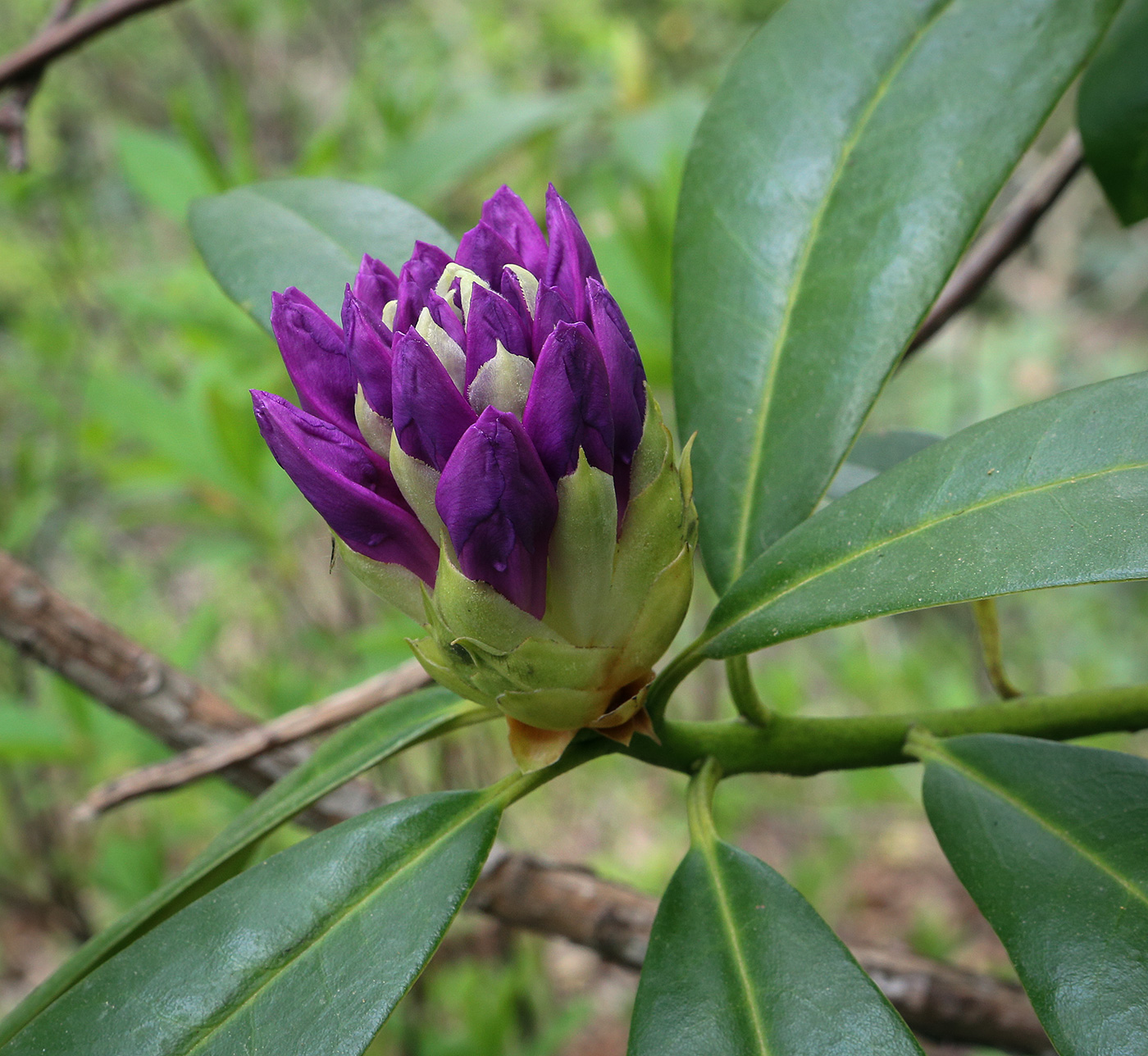 Image of Rhododendron ponticum specimen.