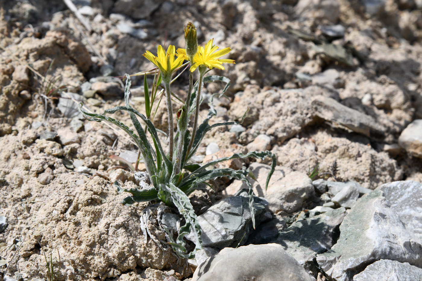 Image of Scorzonera circumflexa specimen.