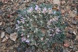 Astragalus borodinii. Цветущее растение. Казахстан, Алматинская обл., хр. Торайгыр, щебнистая пустыня. 6 мая 2024 г.