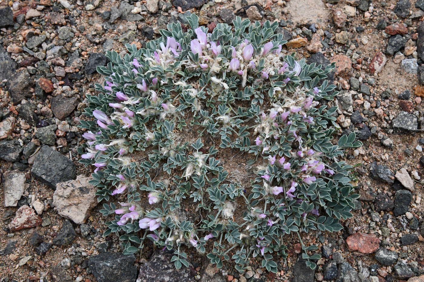 Изображение особи Astragalus borodinii.