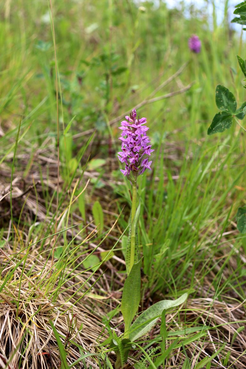 Изображение особи Dactylorhiza baltica.