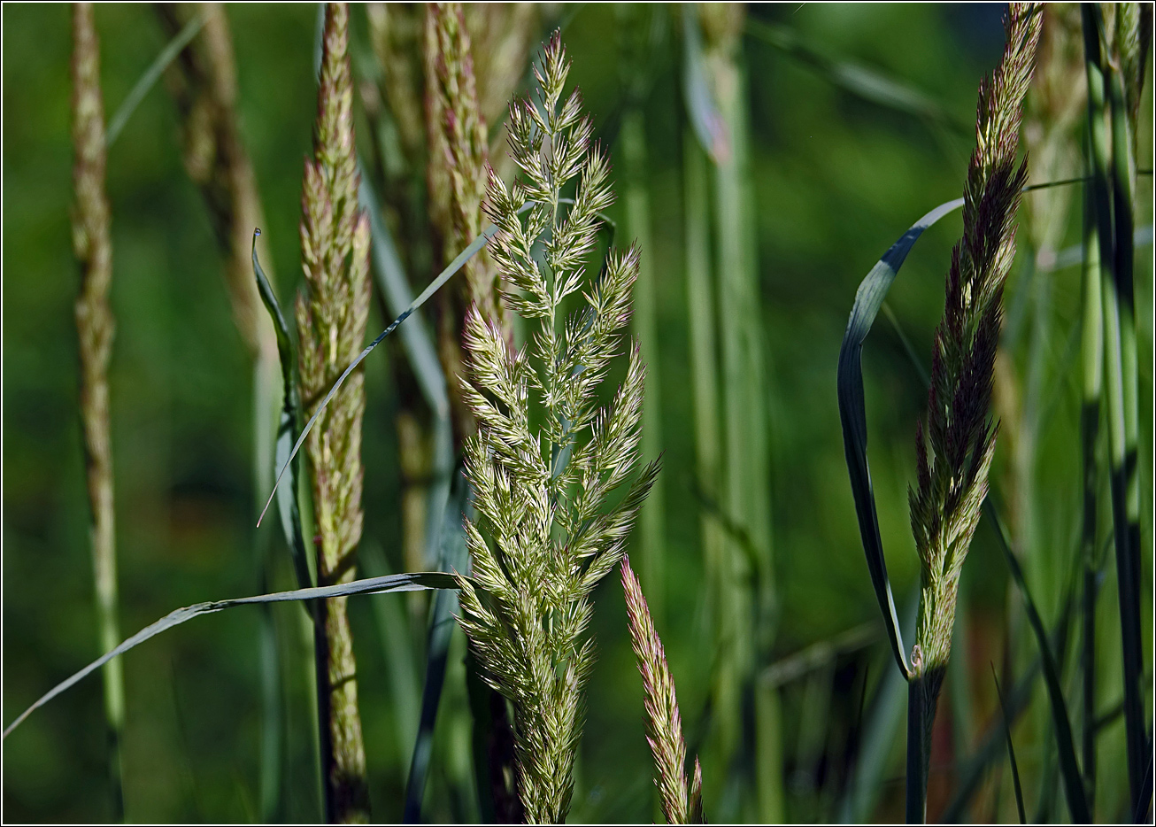 Изображение особи Calamagrostis epigeios.