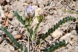 Astragalus tibetanus. Побеги с соцветиями. Таджикистан, Горно-Бадахшанская автономная обл., Рушанский р-н, хр. Северо-Аличурский, Ирхтские горы, Сарезское оз., Ирхтский залив, дол. р. Лянгар, мелкозёмистый сильно увлажнённый берег ручья. 27 июня 2024 г.