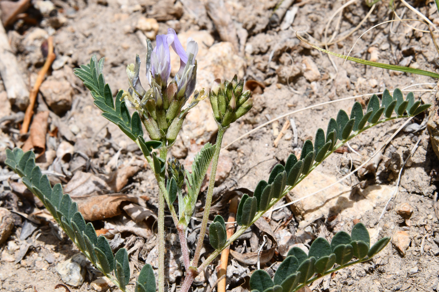 Изображение особи Astragalus tibetanus.