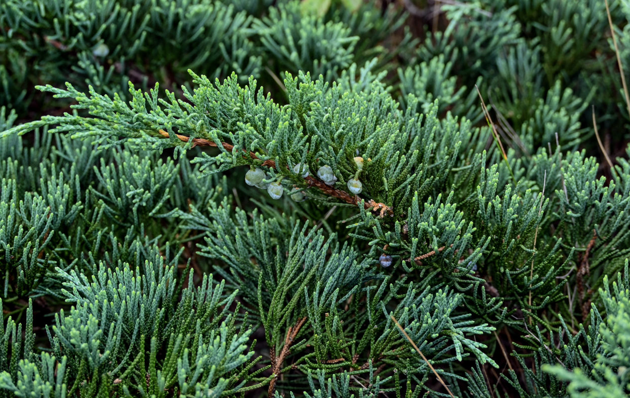 Изображение особи Juniperus sargentii.