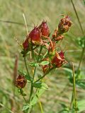 Hypericum attenuatum