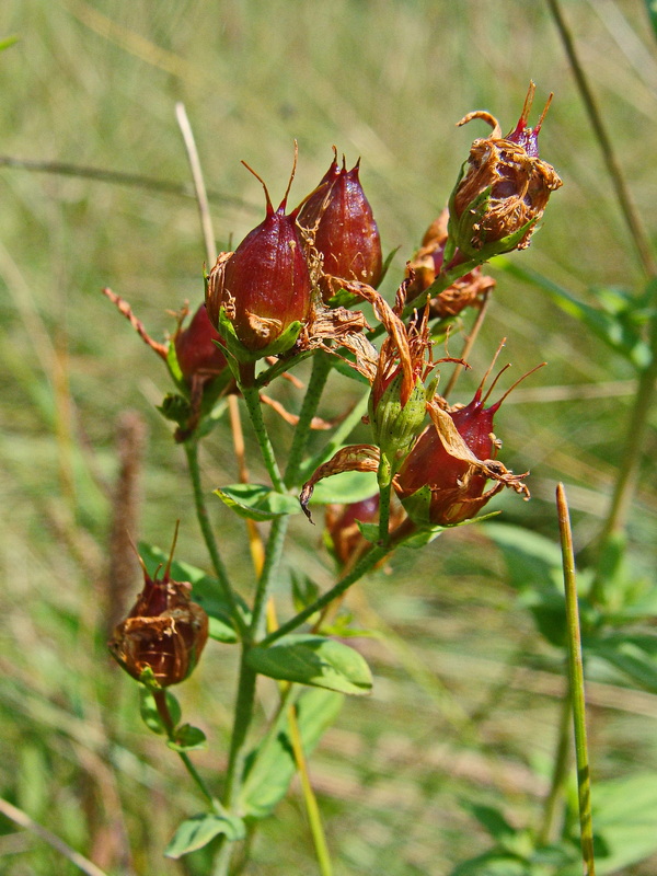 Изображение особи Hypericum attenuatum.