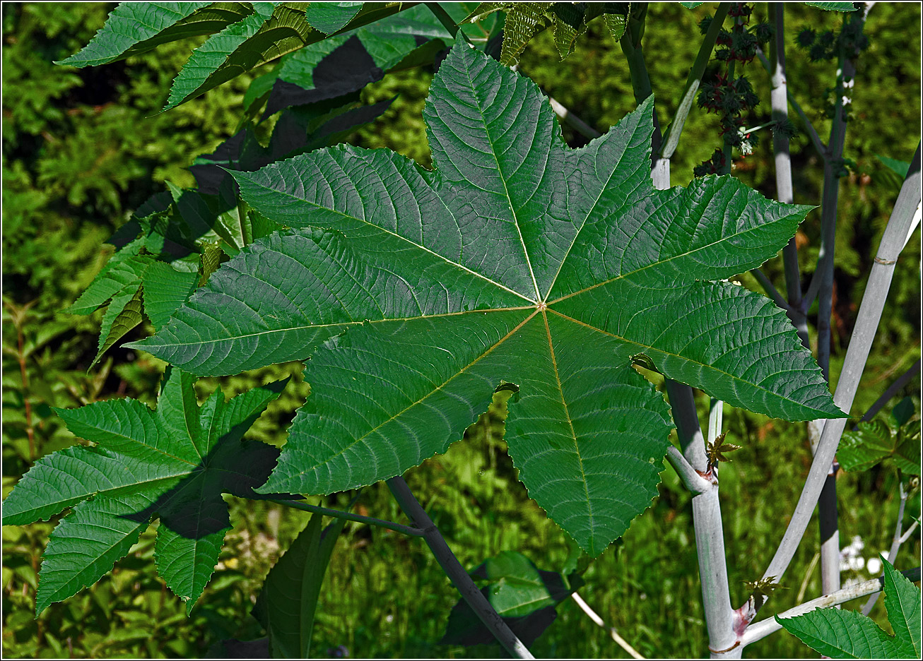 Изображение особи Ricinus communis.