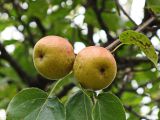 Pyrus ussuriensis. Часть ветви с плодами. Хабаровский край, окр. г. Комсомольск-на-Амуре, зарастающий пустырь. 18.09.2024.