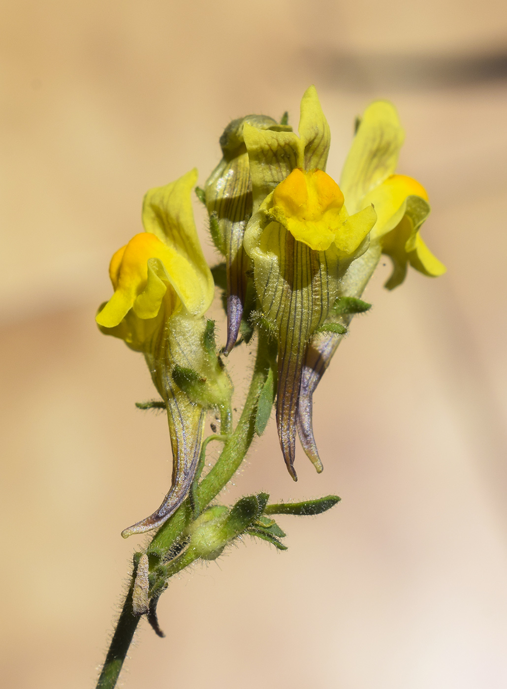 Image of Linaria supina specimen.