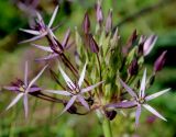 Allium cristophii. Цветки и бутоны. Белгородская обл., пос. Ракитное, ул. Сосновая, 2, в культуре. 4 июня 2022 г.