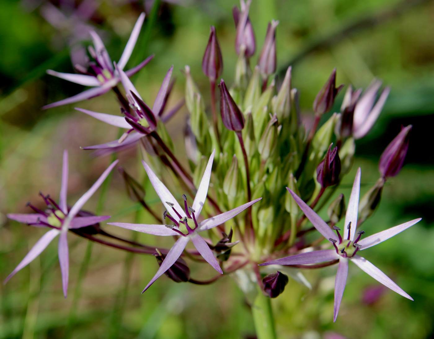 Изображение особи Allium cristophii.