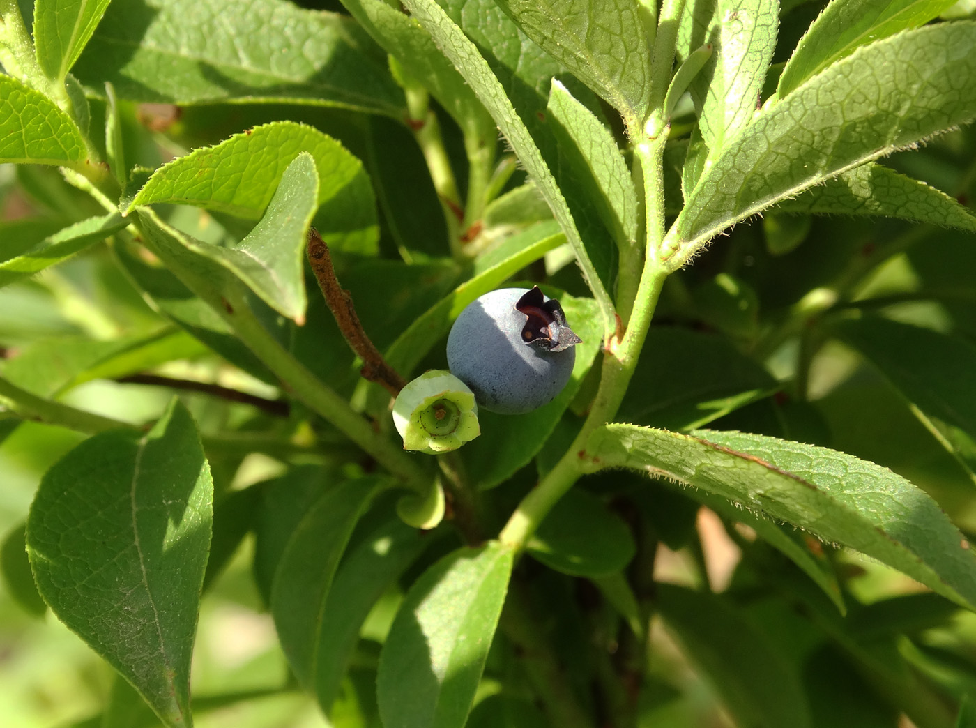 Image of Vaccinium angustifolium specimen.