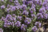 Thymus dahuricus